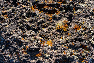 Xanthoria lichen in orange and yellow tones on a rock in the mountains, crustose lichen on a stone