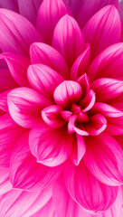 Fototapeta premium Close-up of a vibrant pink dahlia flower, showcasing its intricate petal arrangement and delicate texture.