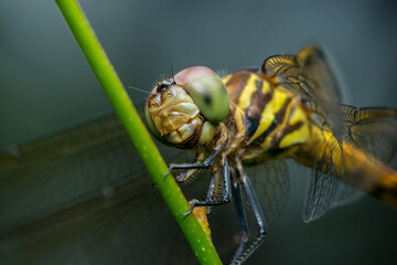Dragonfly perching on green stem showing compound eyes and translucent wings