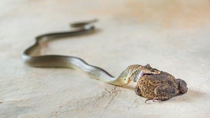 Rat snake eating asian common toad on concrete floor