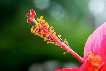 Hibiscus flower showing pistil and stamen in detail