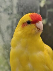 Close up portrait of a vibrant yellow and red hooded parrot with a curious expression looking forward