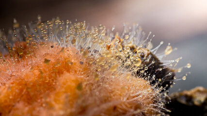 Mold growing on rotten orange fruit with droplets