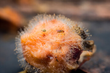 Drosophila flies eating mold growing on rotten fruit