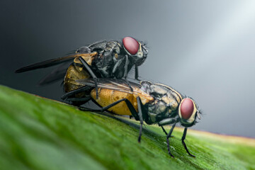 Two flies mating on a green leaf: reproduction in diptera