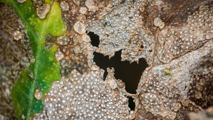 Decaying leaf showing signs of disease and insect damage