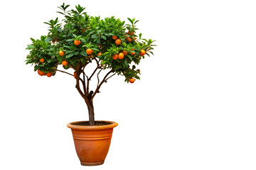 Orange tree with fruit in pot isolated on white background