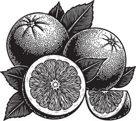 Hand drawn oranges with leaves vintage botanical illustration of orange fruits vector illustration of citrus fruits in engraving style healthy food