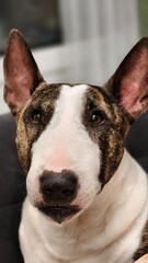Close up portrait of a brindle and white bull terrier with a pink nose looking directly at the camera