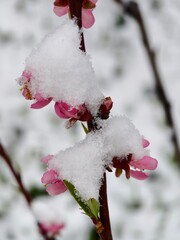 Pink blossoms covered in fresh snow during an unexpected late spring snowfall in a garden setting