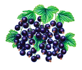 Airbrush Illustration aus den 1990er Jahren, mit Schwarzen Johannisbeeren und Blättern