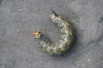 The pine hawk moth (pupa) or pine darter (Sphinx pinastri) is a moth in the family Sphingidae. Berggarten Hannover, Germany.