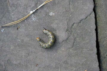 The pine hawk moth (pupa) or pine darter (Sphinx pinastri) is a moth in the family Sphingidae. Berggarten Hannover, Germany.