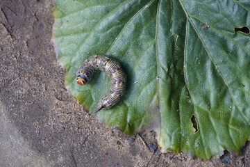The pine hawk moth (pupa) or pine darter (Sphinx pinastri) is a moth in the family Sphingidae....
