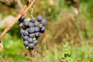 Ripening grapes hanging on a vine in the soft golden morning light