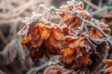 Macro of hops covered with ice crystals, with warm brown tones, highlighting the beauty of nature...