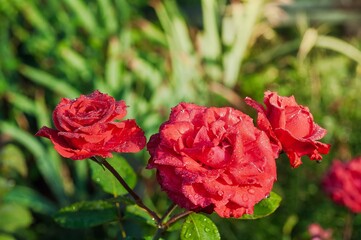 Macro photo of three stunning red roses with water droplets on the petals, set against a blurred...