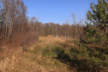 Frühling im Venner Moor bei Senden im Münsterland