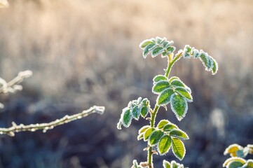 Macro of green leaves coated with frost, illuminated by soft sunlight against a blurred backgroun...