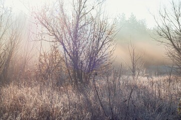 A beautiful, foggy landscape of trees and tall grass, bathed in soft sunlight. The scene evokes a...