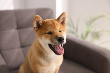 Cute Shiba Inu puppy on armchair at home