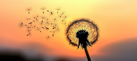 Naklejka premium Beautiful Sunset with Wild Flower Plant Silhouette and Dandelion Seeds Dispersing in the Air
