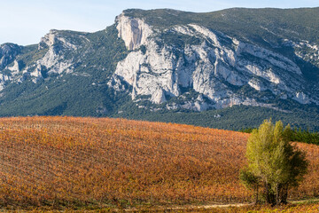 Panoramic vineyards in autumn near Laguardia La Rioja Spain with distant mountains and aligned rows illustrating agricultural heritage and wine tradition of the region