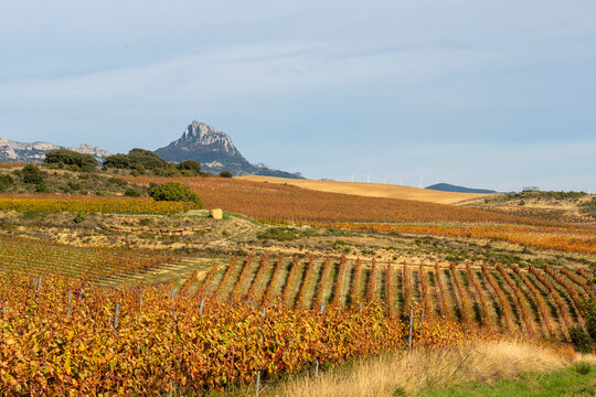 Autumn vineyards near Laguardia La Rioja Spain with aligned rows across rural fields under bright sky illustrating agricultural identity of the famous wine region