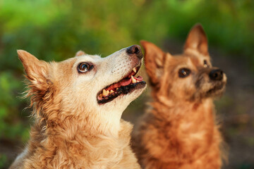 Cute stray dogs outdoors, selective focus. Homeless animal