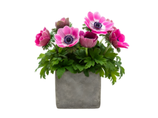 Vibrant pink and magenta anemone flowers blooming in a square grey pot against a white background.