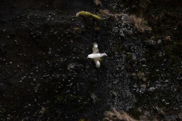 Northern fulmar bird mid flight 