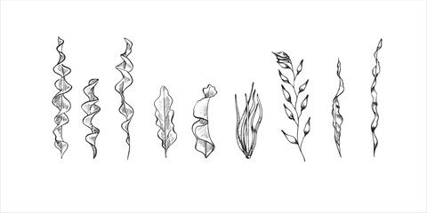  Hand drawn algae set. Set with seaweed. Sketch. Vector illustration