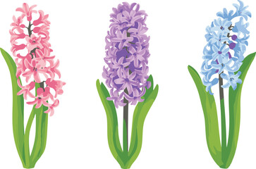 hyacinth isolated on white background