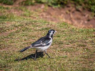 Magpie Lark On Grass Walking Away
