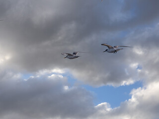 Pair Of Terns Soaring Wings Up