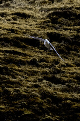 Northern fulmar bird mid flight 