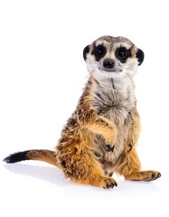 Fototapeta premium A charming meerkat, seated, gazes directly at the viewer, showcasing its expressive features against a pure white background.