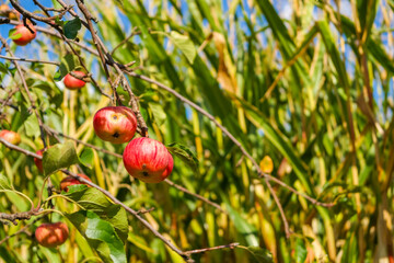 apple harvest 2025. Lots of small, ripe red apples on a tree. Autumn fruit harvest
