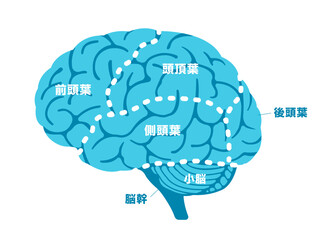 人の脳みその構造と部位名 (横から) ベクターイラスト