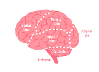 Vector illustration of human brain anatomy structure