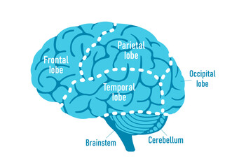 Vector illustration of human brain anatomy structure
