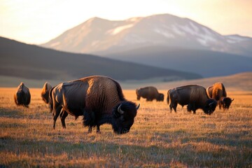 Herd of wild bison grazing peacefully on golden grassland with mountain backdrop during warm sunset light, evoking calm and natural wilderness scene