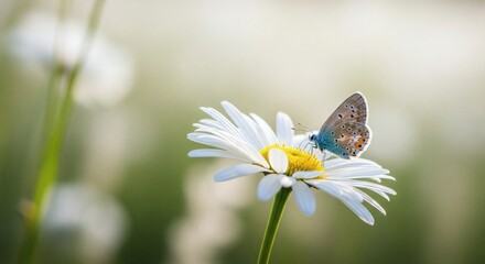 A blue butterfly rests on a white daisy with a yellow center