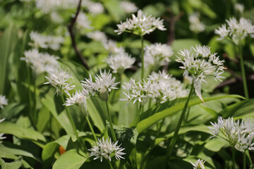 bl&uuml;hender B&auml;rlauch