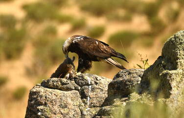 Fototapeta premium aguila imperial en el campo