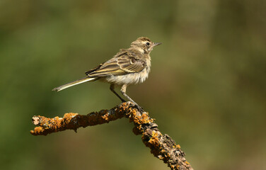 bisbita sobre la ramita