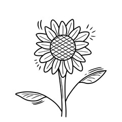 Vector sunflower illustrations in line art style. Hand drawn sunflower doodle style vector illustration