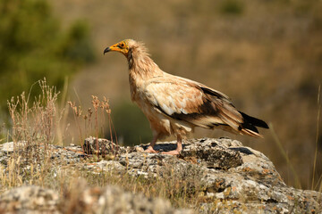 alimoche en el campo