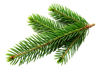 Green evergreen branch isolated on a transparent background pine needle