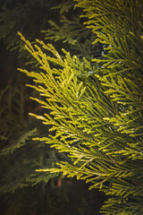 Coniferous tree against a blurred background on a sunny June day.